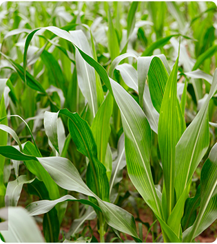 Yuhe agricultural sprayer for efficient spraying