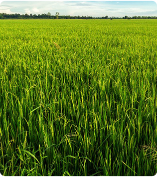 Boom sprayer for precise crop protection