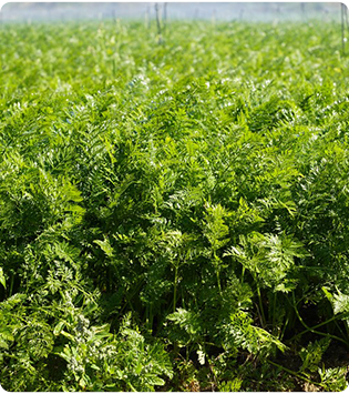 Tractor sprayer with strong performance